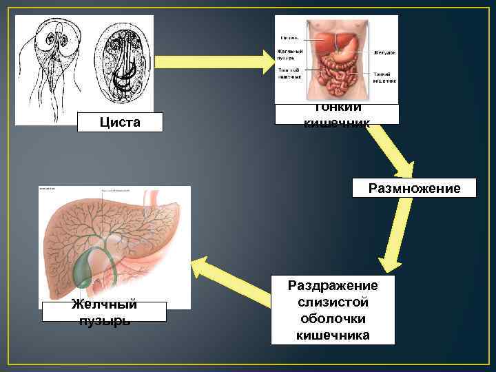 Процессы происходящие в тонкой кишке человека