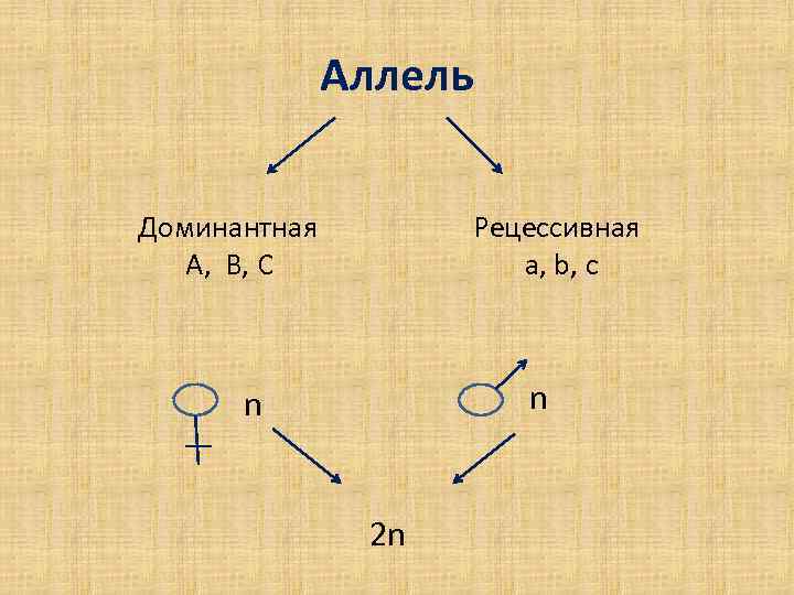 Аллель это. Доминантный аллель это. Доминантные и рецессивные аллели. Рецессивный аллель. Доминантный ген обозначается.