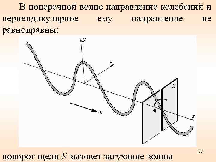 В поперечной волне направление колебаний и перпендикулярное ему направление не равноправны: поворот щели S