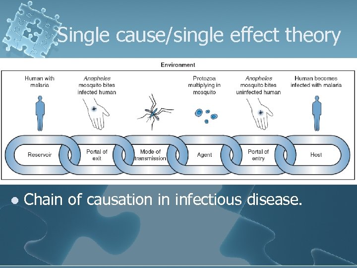 Single cause/single effect theory l Chain of causation in infectious disease. 