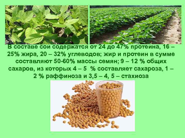 В составе сои содержатся от 24 до 47% протеина, 16 – 25% жира, 20
