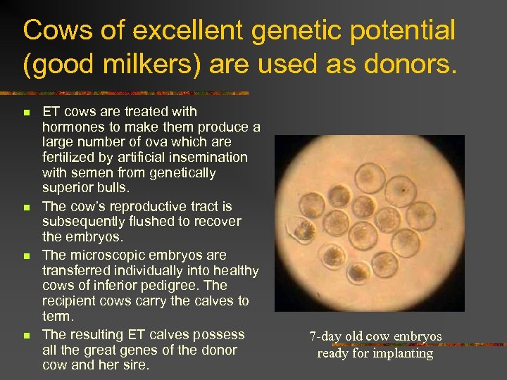 Cows of excellent genetic potential (good milkers) are used as donors. n n ET