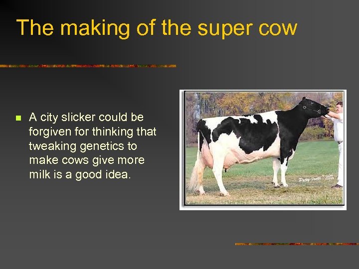 The making of the super cow n A city slicker could be forgiven for