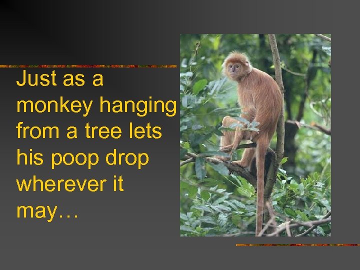 Just as a monkey hanging from a tree lets his poop drop wherever it