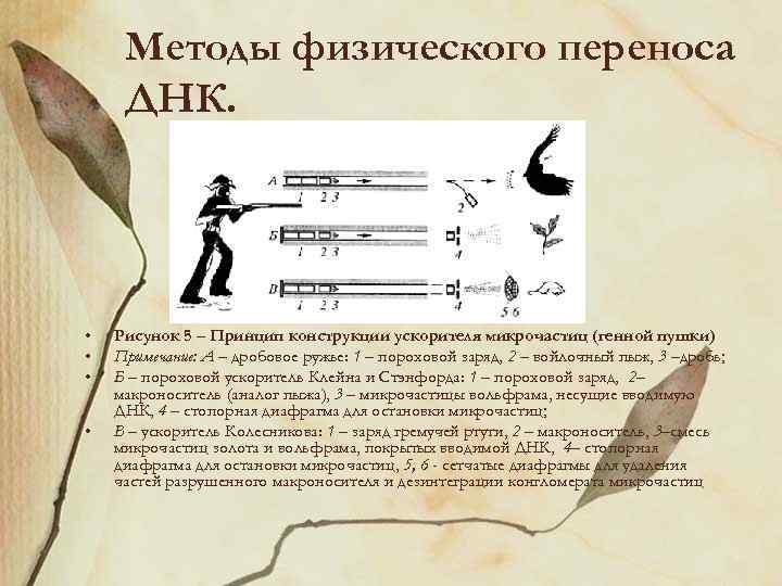 Методы физического переноса ДНК. • • Рисунок 5 – Принцип конструкции ускорителя микрочастиц (генной