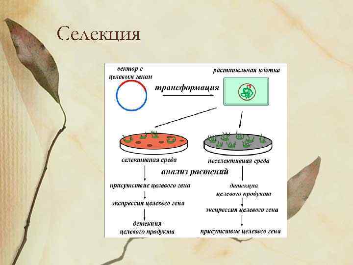 Селекция 