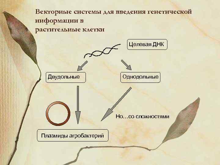 Векторные системы для введения генетической информации в растительные клетки Целевая ДНК Двудольные Однодольные Но…со