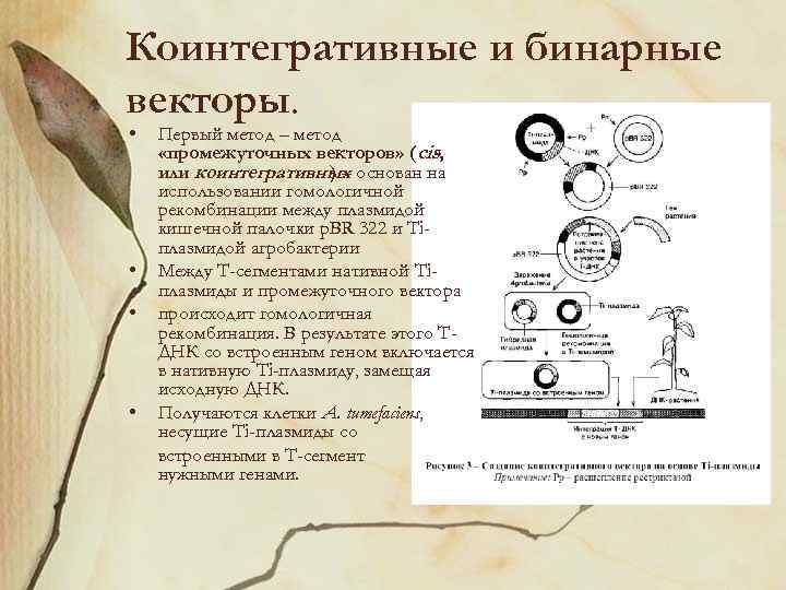 Коинтегративные и бинарные векторы. • • Первый метод – метод «промежуточных векторов» (cis, или