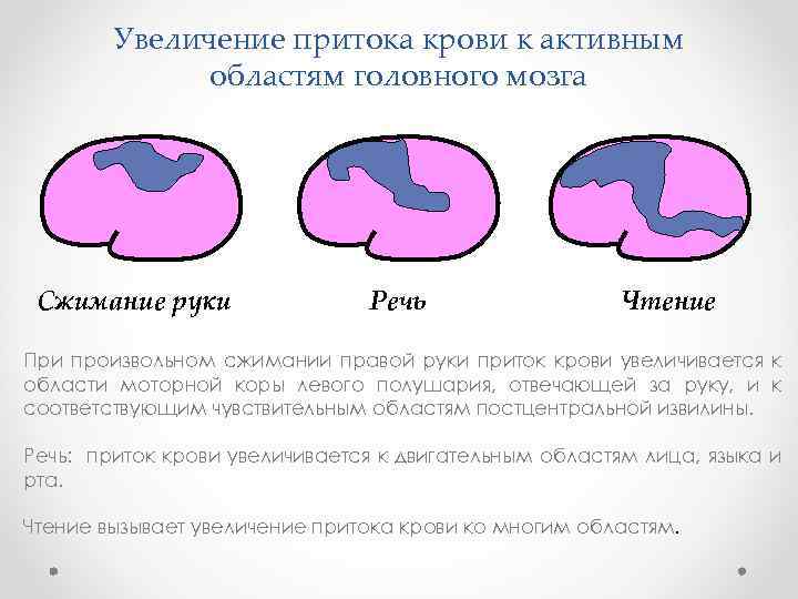 Увеличение притока крови к активным областям головного мозга Сжимание руки Речь Чтение При произвольном