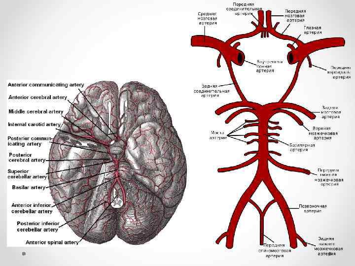 Кровообращение головного мозга травы. Кровоснабжение головного мозга схема кт. Кровоснабжение головного мозга схема мрт. Артерии основания мозга схема. Артерии питающие головной мозг схема.