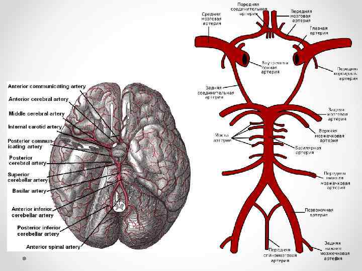 Кровоснабжение головного мозга схема кт. Кровоснабжение головного мозга схема мрт. Артерии основания мозга схема. Артерии питающие головной мозг схема. Кровообращение головного мозга травы