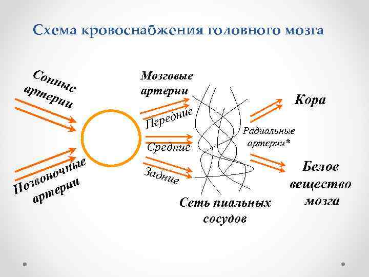 Схема кровоснабжения головного мозга Сон арт ные ери и Мозговые артерии е и редн