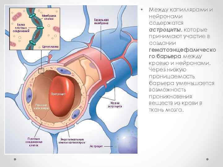  • Между капиллярами и нейронами содержатся астроциты, которые принимают участие в создании гематоэнцефалическо