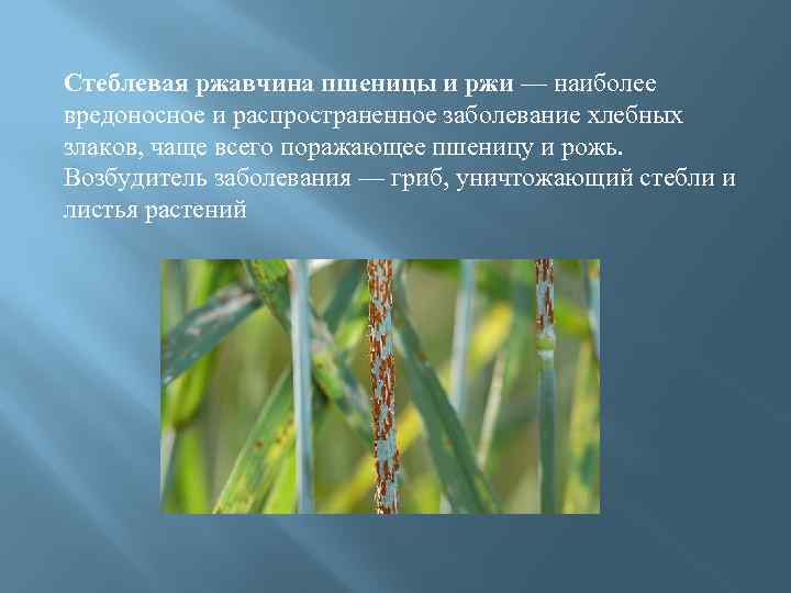 Стеблевая ржавчина пшеницы и ржи — наиболее вредоносное и распространенное заболевание хлебных злаков, чаще