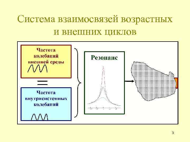 Система взаимосвязей возрастных и внешних циклов 3 