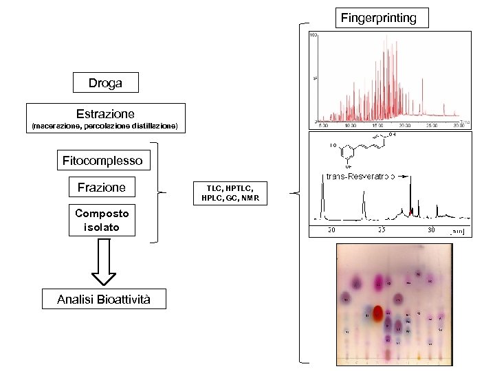Fingerprinting Droga Estrazione (macerazione, percolazione distillazione) Fitocomplesso Frazione Composto isolato Analisi Bioattività TLC, HPLC,