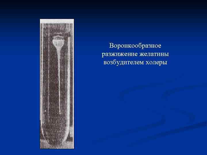 Воронкообразное разжижение желатины возбудителем холеры 
