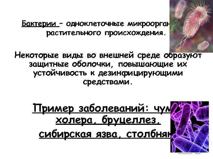 Бактерии – одноклеточные микроорганизмы растительного происхождения. Некоторые виды во внешней среде образуют защитные оболочки,