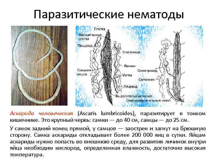 Паразитические нематоды Аскарида человеческая (Ascaris lumbricoides), паразитирует в тонком кишечнике. Это крупный червь: самки
