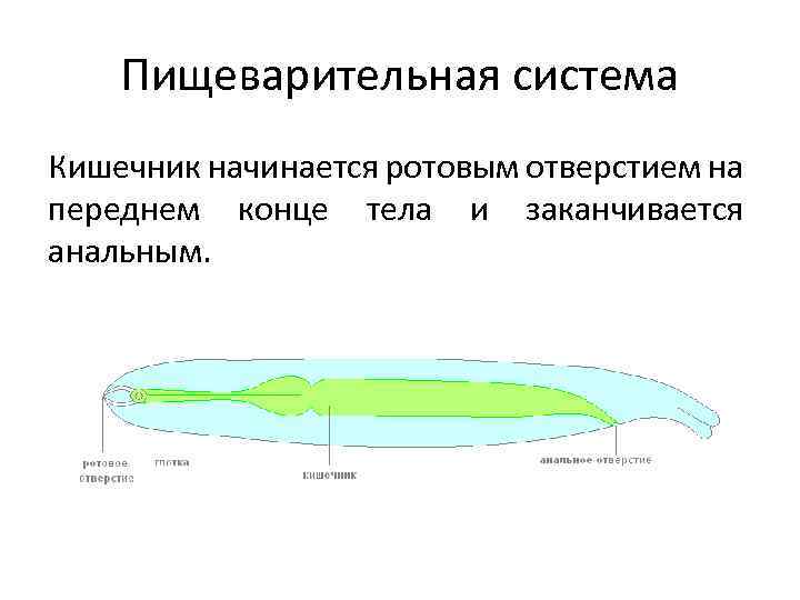 Пищеварительная система Кишечник начинается ротовым отверстием на переднем конце тела и заканчивается анальным. 