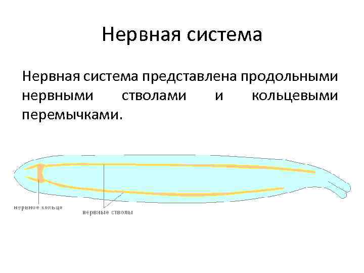 Нервная система представлена продольными нервными стволами и кольцевыми перемычками. 
