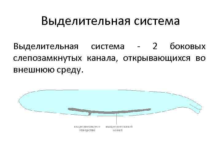Выделительная система - 2 боковых слепозамкнутых канала, открывающихся во внешнюю среду. 