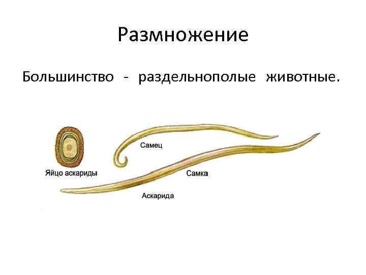 Аскарида тип. Тип размножения круглых червей. Система размножения круглых червей. Размножение круглых червей. Система органов размножения круглых червей.
