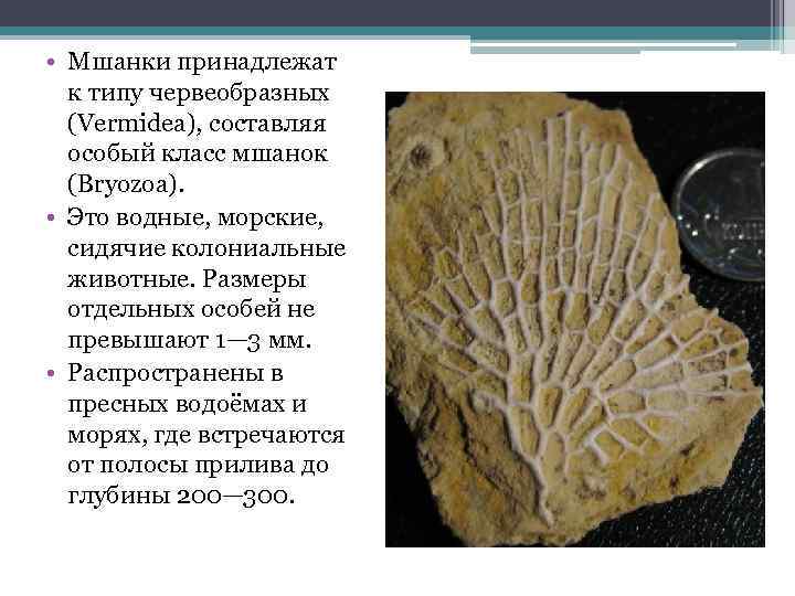  • Мшанки принадлежат к типу червеобразных (Vermidea), составляя особый класс мшанок (Bryozoa). •