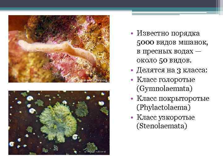  • Известно порядка 5000 видов мшанок, в пресных водах — около 50 видов.
