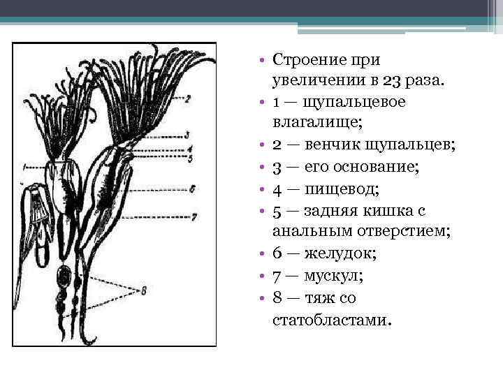 Щупальцевые - 2828676