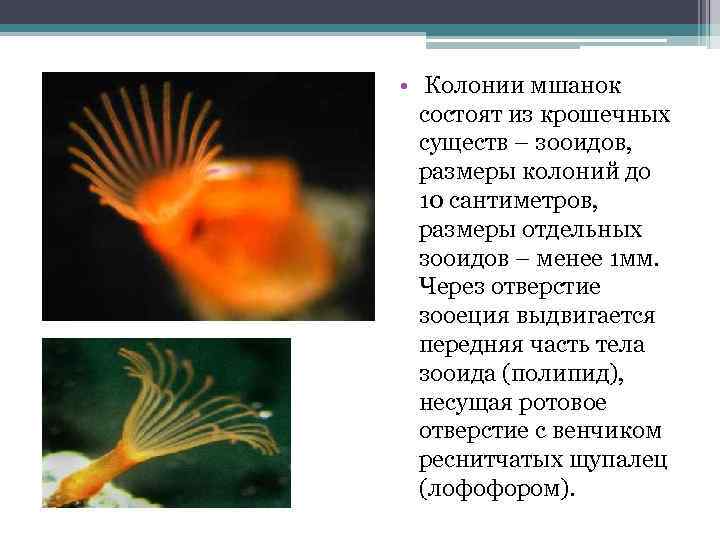  • Колонии мшанок состоят из крошечных существ – зооидов, размеры колоний до 10