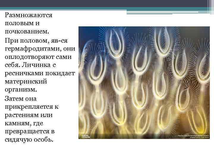 Почкование червей. Черви размножаются почкованием. Камни размножаются почкованием. Размножение камней почкованием. Личинки мшанок.