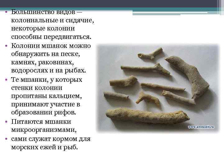  • Большинство видов — колониальные и сидячие, некоторые колонии способны передвигаться. • Колонии