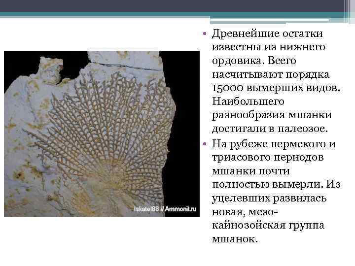  • Древнейшие остатки известны из нижнего ордовика. Всего насчитывают порядка 15000 вымерших видов.