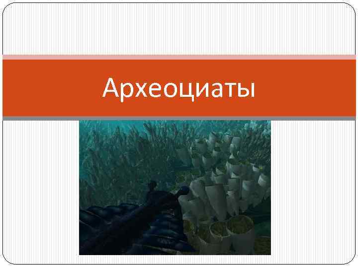 Археоциаты 