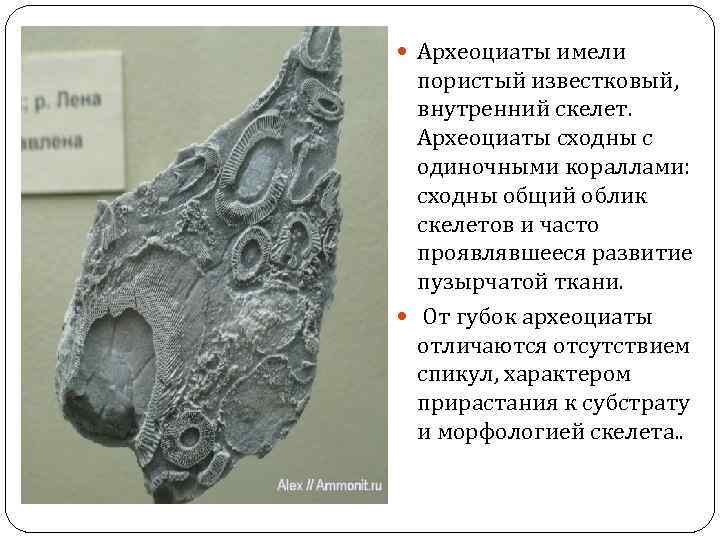  Археоциаты имели пористый известковый, внутренний скелет. Археоциаты сходны с одиночными кораллами: сходны общий