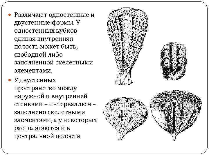  Различают одностенные и двустенные формы. У одностенных кубков единая внутренняя полость может быть,