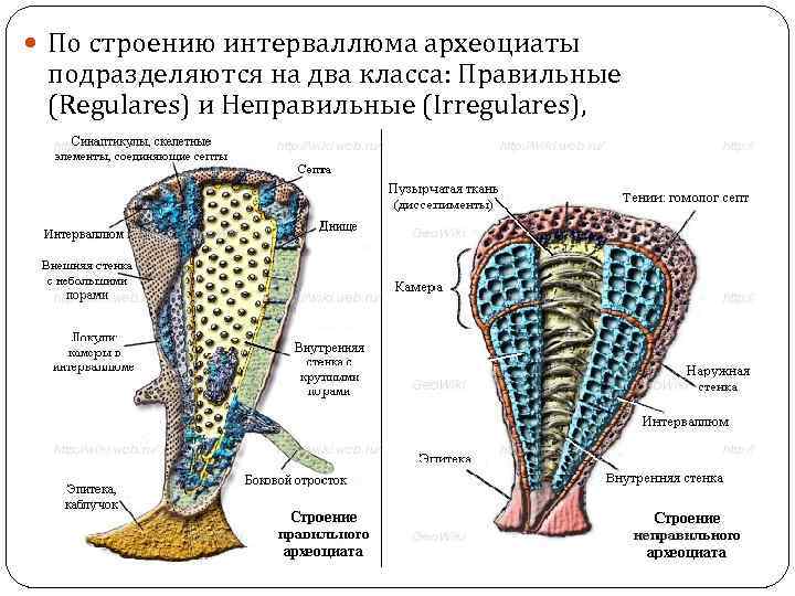 По строению интерваллюма археоциаты подразделяются на два класса: Правильные (Regulares) и Неправильные (Irregulares),