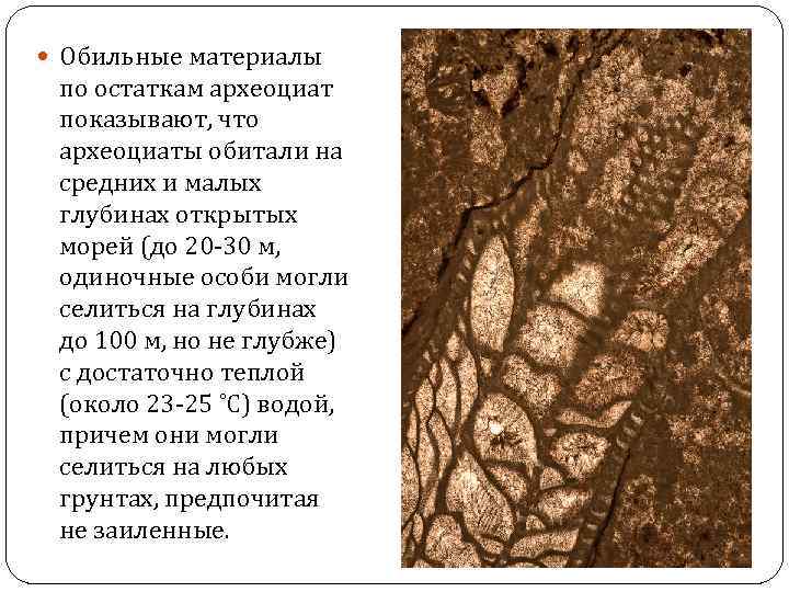  Обильные материалы по остаткам археоциат показывают, что археоциаты обитали на средних и малых