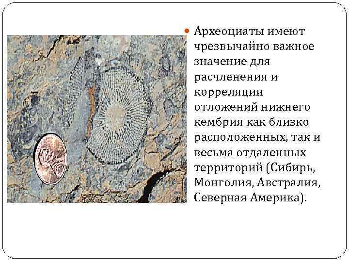  Археоциаты имеют чрезвычайно важное значение для расчленения и корреляции отложений нижнего кембрия как