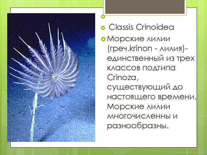  Classis Crinoidea Морские лилии (греч. krinon - лилия)единственный из трех классов подтипа Crinoza,