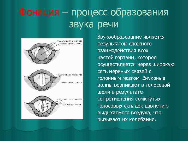 Фонация – процесс образования звука речи Звукообразование является результатом сложного взаимодействия всех частей гортани,