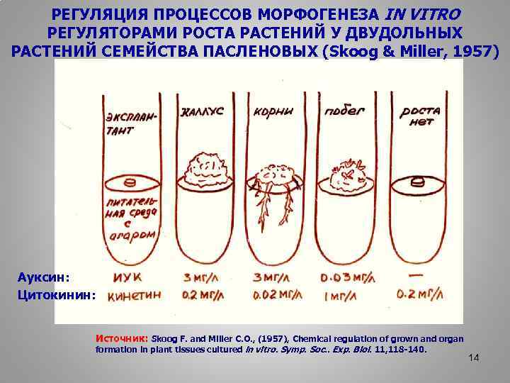 РЕГУЛЯЦИЯ ПРОЦЕССОВ МОРФОГЕНЕЗА IN VITRO РЕГУЛЯТОРАМИ РОСТА РАСТЕНИЙ У ДВУДОЛЬНЫХ РАСТЕНИЙ СЕМЕЙСТВА ПАСЛЕНОВЫХ (Skoog