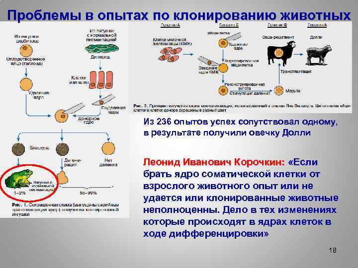 Проект на тему клонирование животных проблемы и перспективы