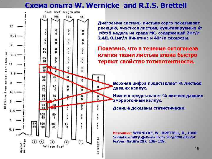 Схема опыта W. Wernicke and R. I. S. Brettell Диаграмма системы листьев сорго показывает