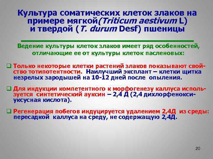 Культура соматических клеток злаков на примере мягкой(Triticum aestivum L) и твердой (T. durum Desf)