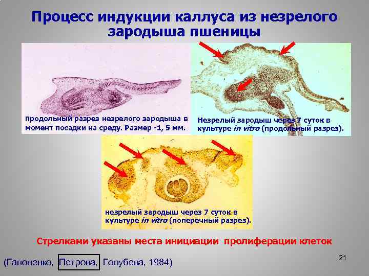 Индукция зародыша. Стволовые клетки растений Каллус. Тотипотентные клетки растений. Гетерогенное зародышеобразование. Зародыш крысы препарат.