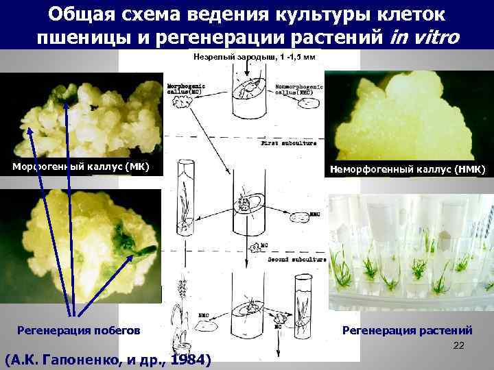 Общая схема ведения культуры клеток пшеницы и регенерации растений in vitro Незрелый зародыш, 1