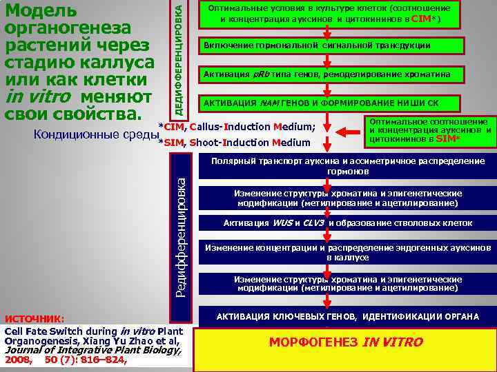 ДЕДИФФЕРЕНЦИРОВКА Модель органогенеза растений через стадию каллуса или как клетки in vitro меняют свои