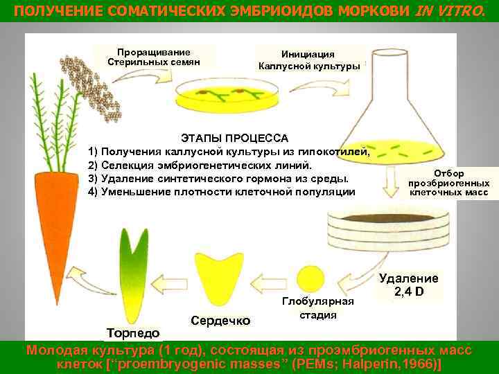 Установите последовательность этапов выращивания растения. Получение растений из каллусной ткани. Этапы микроклонального размножения растений. Культура in vitro. Культуралеток и тканей семян растений.